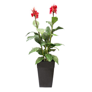 6' CANNA WITH RED FLOWERS